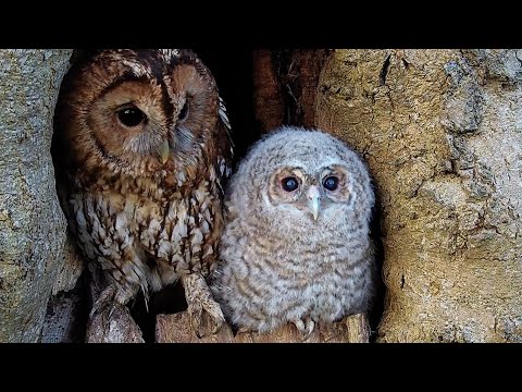 Tawny Owl Chicks
