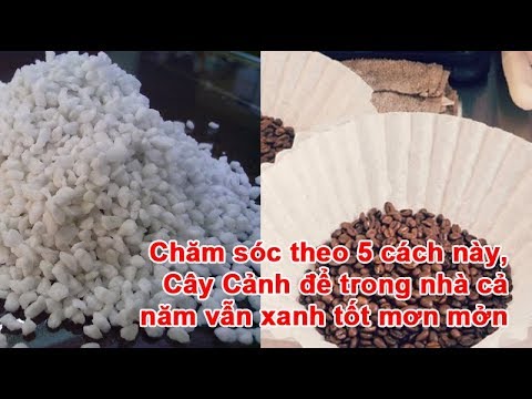 Chăm sóc theo 5 cách này, Cây Cảnh để trong nhà cả năm vẫn xanh tốt mơn mởn