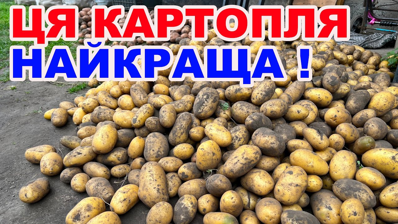 Яка картопля дала найбільший урожай ? Огляд  4 сортів