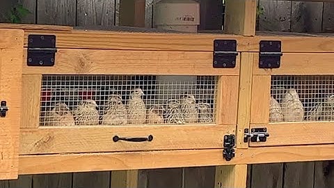 Automatic Quail Watering System