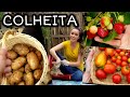 MINHA PRIMEIRA COLHEITA DE BATATAS + DESAFIO DO TOMATÃO+  CUIDANDO DA HORTA