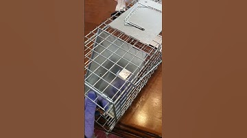 Setting up the squirrel trap! This video is terrible as many have pointed out 😂. See related video