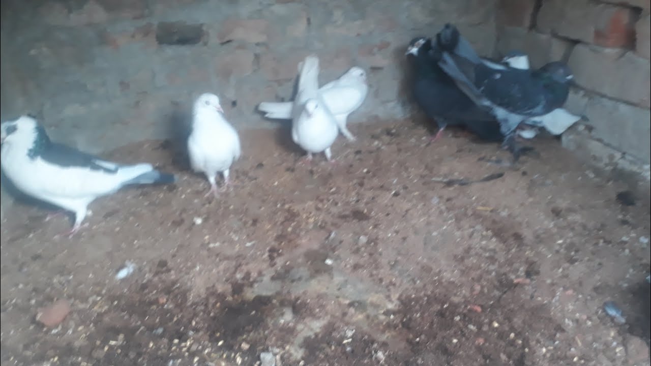aj hum fancy pigeon ly aya 🕊🕊🕊 YouTube