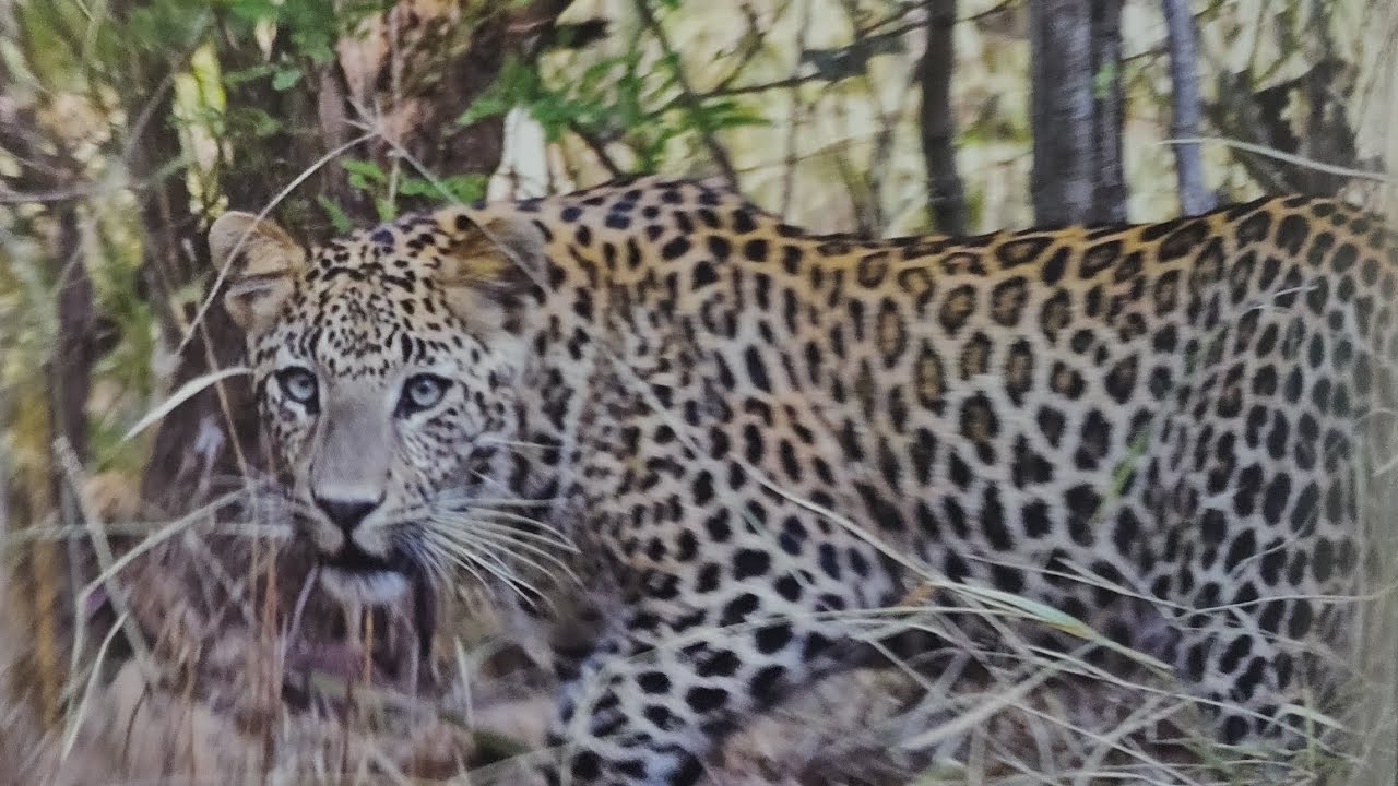 DEADLY LEOPARD ATTACK ON YOUNGSTER INSIDE THE FOREST. #wildlife # ...