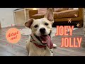 Adoptable Joey Jolly | Short King Superstar 