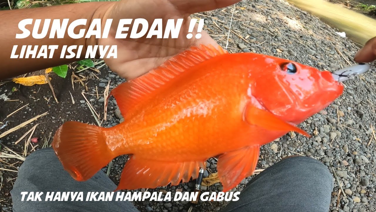 NGAWURR😱‼️KOK BISA DAPAT IKAN INI || CASTING HAMPALA DAN GABUS