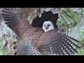 Barn Owl vs Kestrel - Gylfie &amp; Jenny Battle it Out | Robert E Fuller