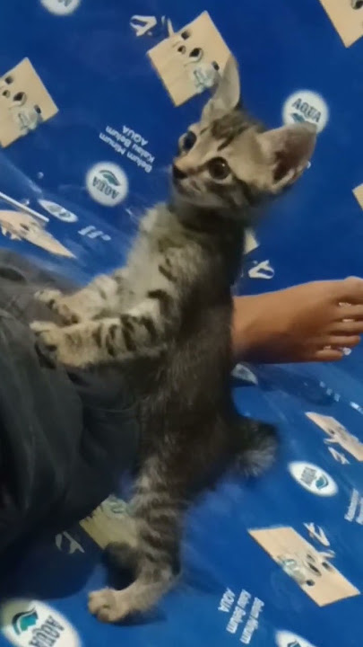 reaksi kucing dengar sound mesir kuno#shorts