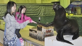 滑らないアシカで合格祈願  神奈川の水族館で