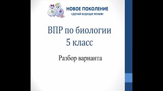 Биология. Разбор варианта ВПР по биологии 5 класс