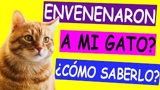How can I KNOW if my CAT was POISONED