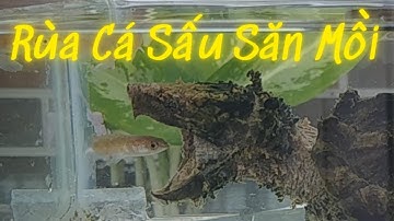Cận Cảnh Rùa Cá Sấu Ăn Cá - Alligator Snapping Turtle Hunting Fish / Vũ Lê Channel