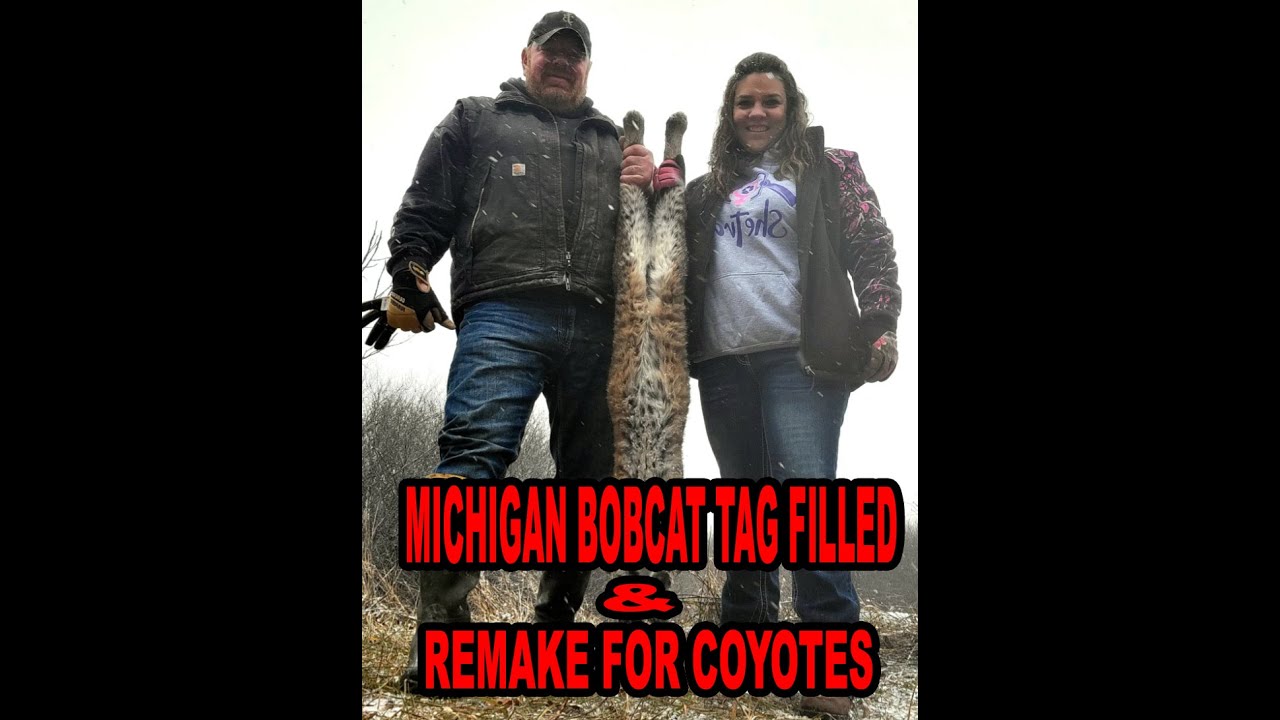 MICHIGAN BOBCAT TRAPPING AND TAG FILLED - YouTube