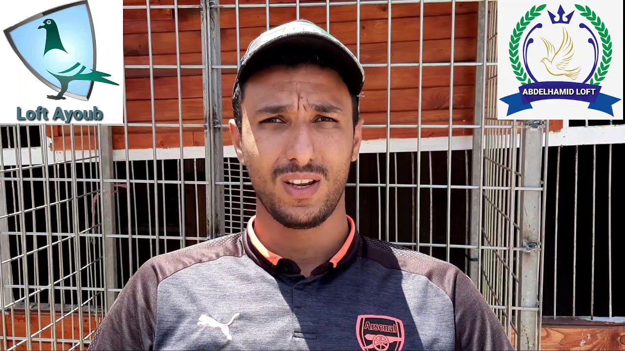 كيفية التعامل مع الحمام في وقت الإنتاج