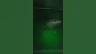 IKAN CHANA YELLOW SENTARUM GANAS DAN AGRESIF CORAK WARNA BADAN KUNING MERONA