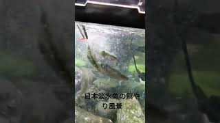 日本淡水魚が餌（赤虫）に集まる！オイカワとイトモロコ。
