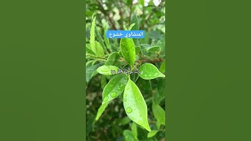 تلاوة خاشعة للشيخ المنشاوي #المنشاوي #تلاوة_نادرة #قرآن