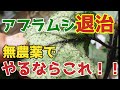 【なす】この方法でアブラムシかなり激減できます。無農薬でやるならこれ【アブラムシ】