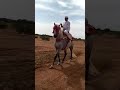 الخيل العربي الاصيل النخوة الجمال اللهم بارك الخيل العربي الاصيل النخوة الجمال اللهم بارك