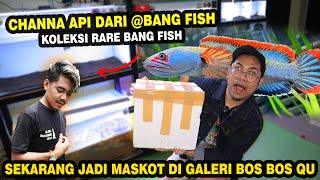 SETTING!!! CHANNA API DARI @Bang Fish DI GALLERI BOS BOS QU