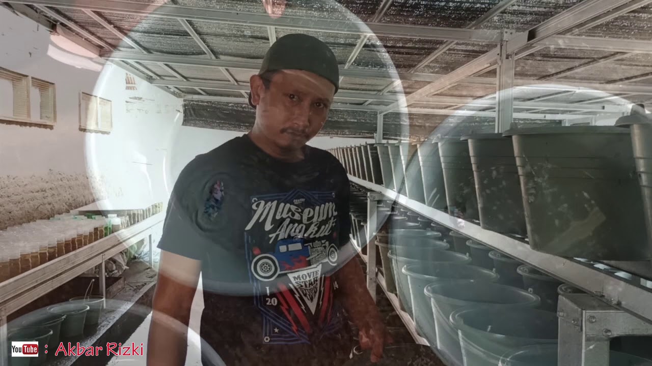 CARA BREED IKAN CUPANG, BREED 50 PAIR GALAXI BETTA FARM #