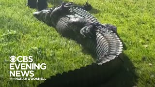 Alligator kills 85-year-old woman in Florida