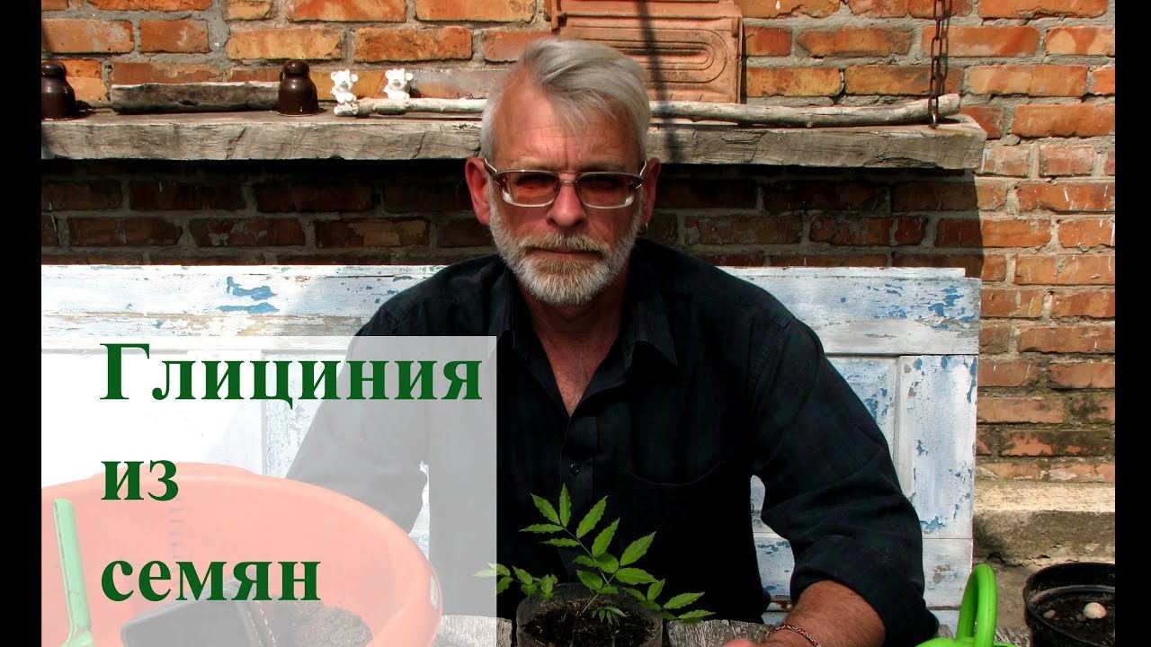 Глициния из семян