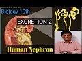 EXCRETION/10 CLASS/structure of Nephron by MSR MASTERS VISION,/AP&amp;TS