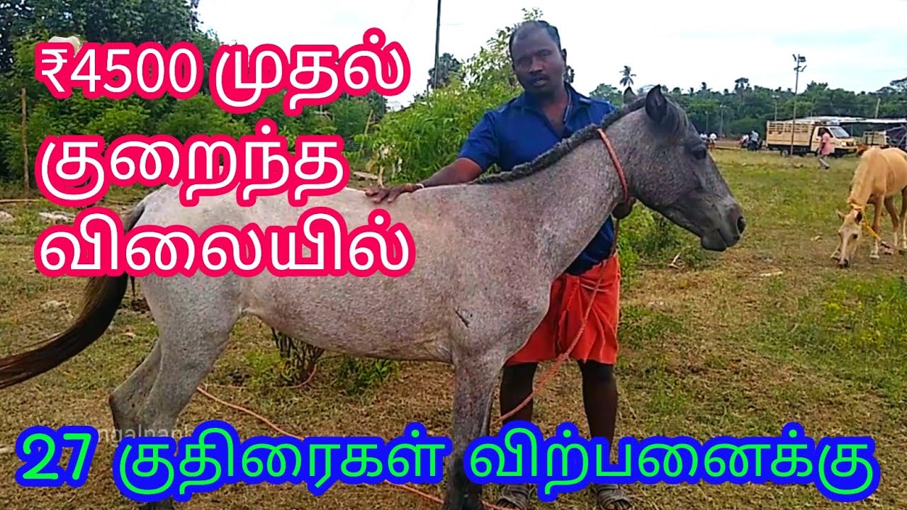 ₹4500முதல்குறைந்த விலையில்| 27குதிரைகள்விற்பனை#விஜயமங்கலம்தேர்திருவிழா2023#horse #horselover #horses