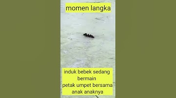 momen langka yang jarang terjadi di dunia, #momenlangka #unik #shorts