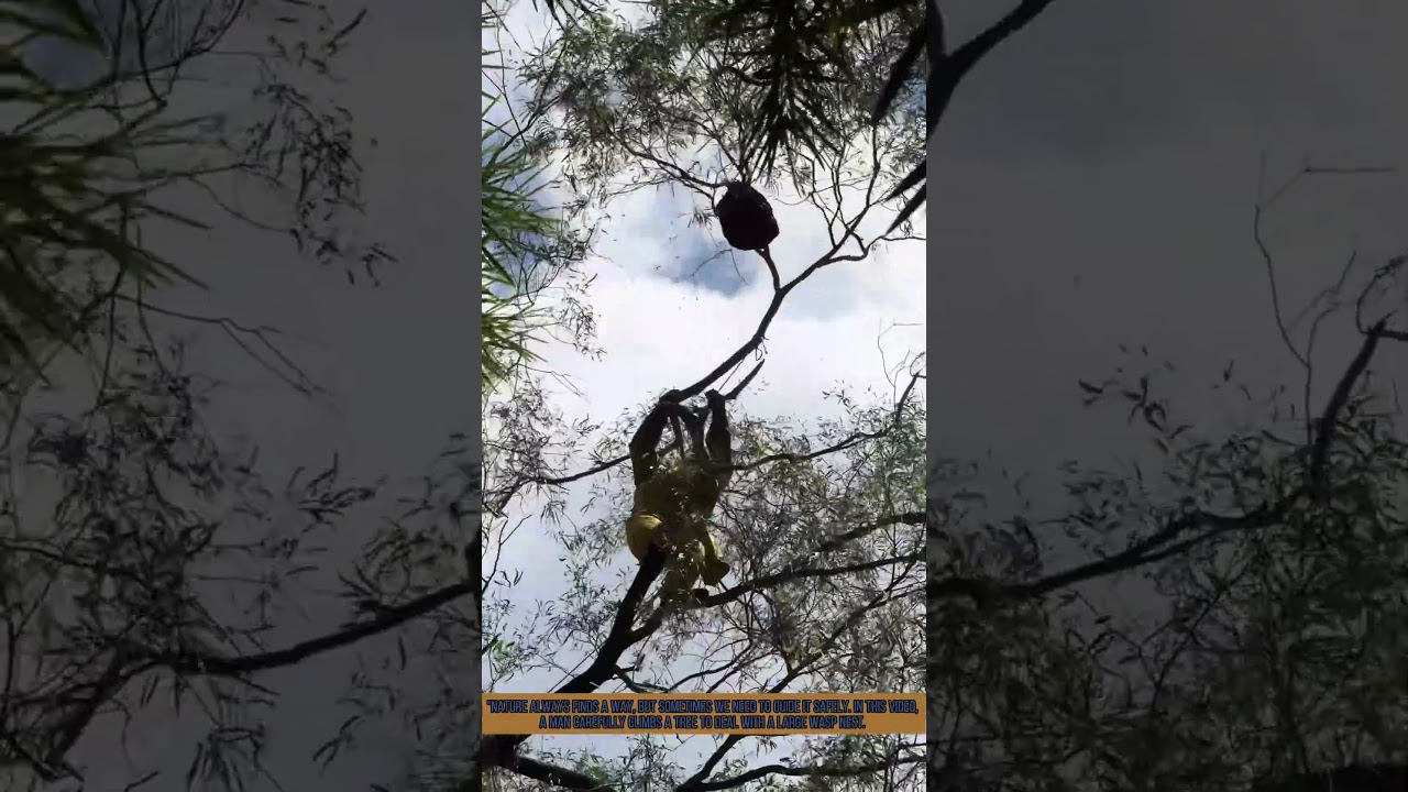 Man Removes Giant Wasp Nest from Tree - Pest Control