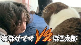寝ぼけるママVS絶対に起こすパパ猫