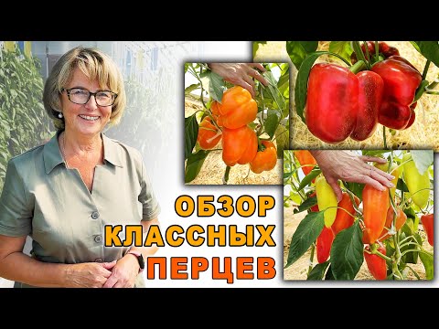 Gorgeous peppers for stuffing and preparations