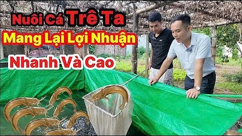 Nuôi Cá Trê Ta Mang Lại Lợi Nhuận Nhanh Và Cao || Nông Nghiệp 247