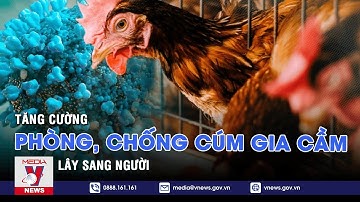 Tăng cường phòng, chống cúm gia cầm lây sang người – VNEWS
