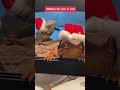 Grumpy Christmas Reptilians haha #Shorts