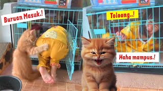 LUCU BANGET.!😂 Kucing Oren Bar Bar Kurung Bocil Di Kandang Kucing Sampe Nangis ~ Kucing Lucu Tiktok by Jaya Edutainment 40,018 views 3 months ago 6 minutes, 27 seconds