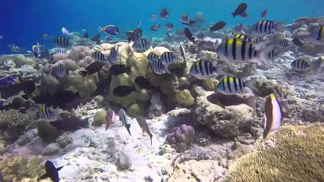 Underwater video using Aqua Dive Filter Bay Sandmarc