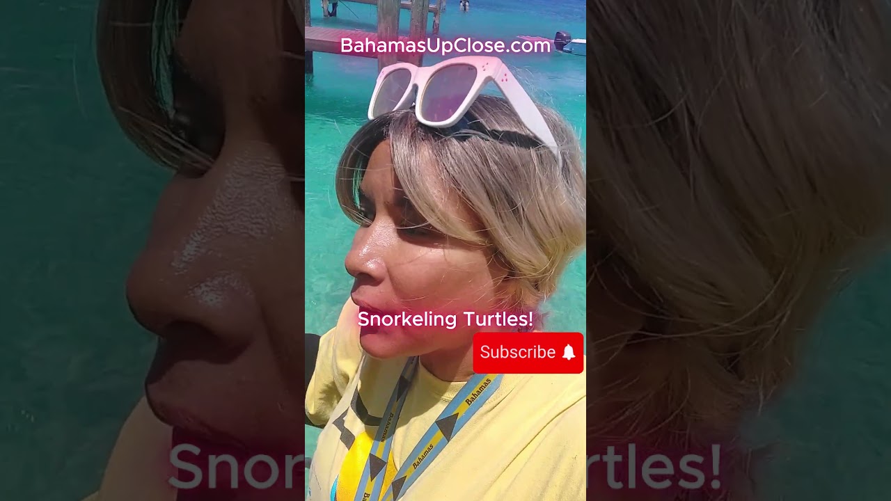 Snorkeling Turtles