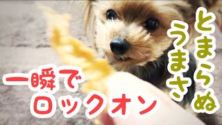 犬に手作りおやつ簡単カリカリささみジャーキー!無添加で安心安全フードHand made jerky for dog