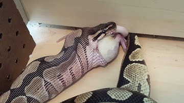 BALL PYTHON (Lexi) Eating 1st Large Rat