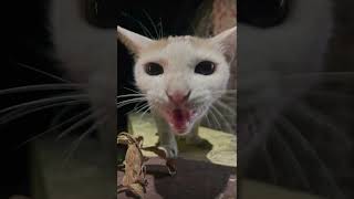 दुनिया की सबसे खूबसूरत चीज़… और फिर CAT आ गई 😹 #trending #song #shorts #pets #mindset