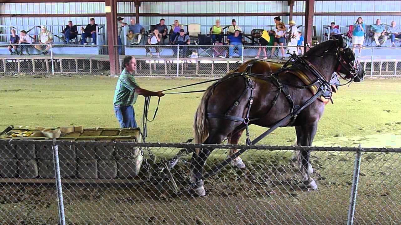 Horse Pull in Maine YouTube