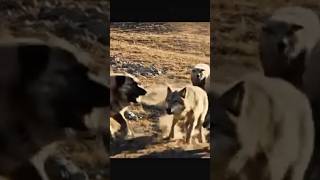 Kalabalık Kurt Lar Sürüye Daldı