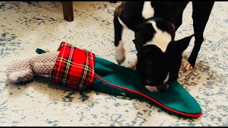 Boston Terrier Opening Presents on Christmas Eve ❤