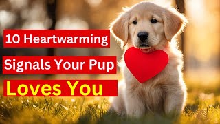 10 Heart warming Signals That Prove Your Pup Has an Undying Love for You  #doglovers #thedodo by New Pet Society - Pet Life 1 view 5 months ago 2 minutes, 20 seconds