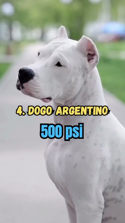 Dogs With Highest Bite Force In The World shorts dog viral dogs-with-highest-bite-force-in-the-world-shorts-dog-viral
