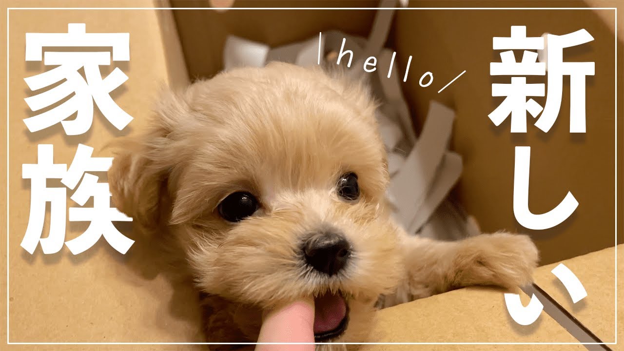 【マルプー】可愛すぎる子犬が家族になった日
