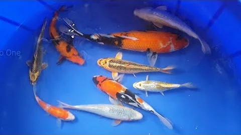 Japanese Koi Carp | Most expensive koi fish | Shusui koi | Asagi | Mallu Zero One