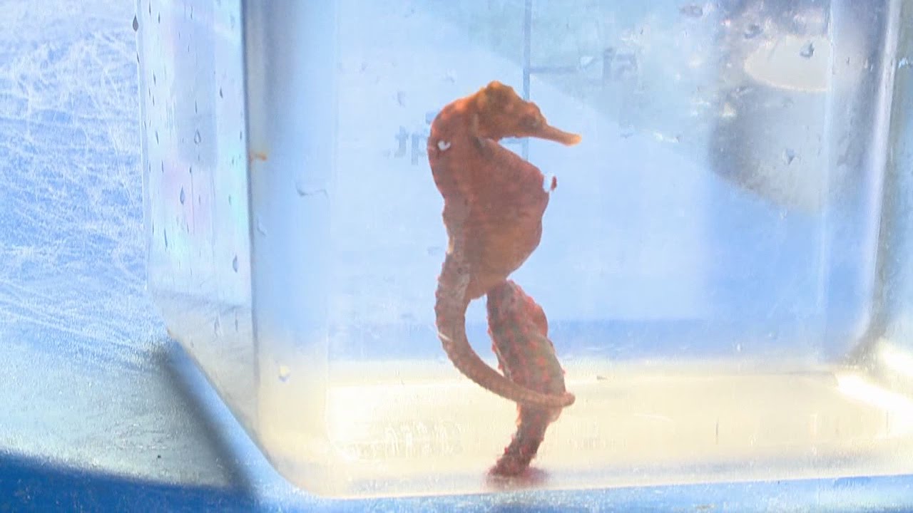 Living808 Ocean Rider Seahorse Farm Youtube